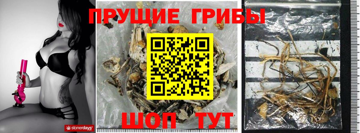 Галлюциногенные грибы Psilocybe  Учалы 